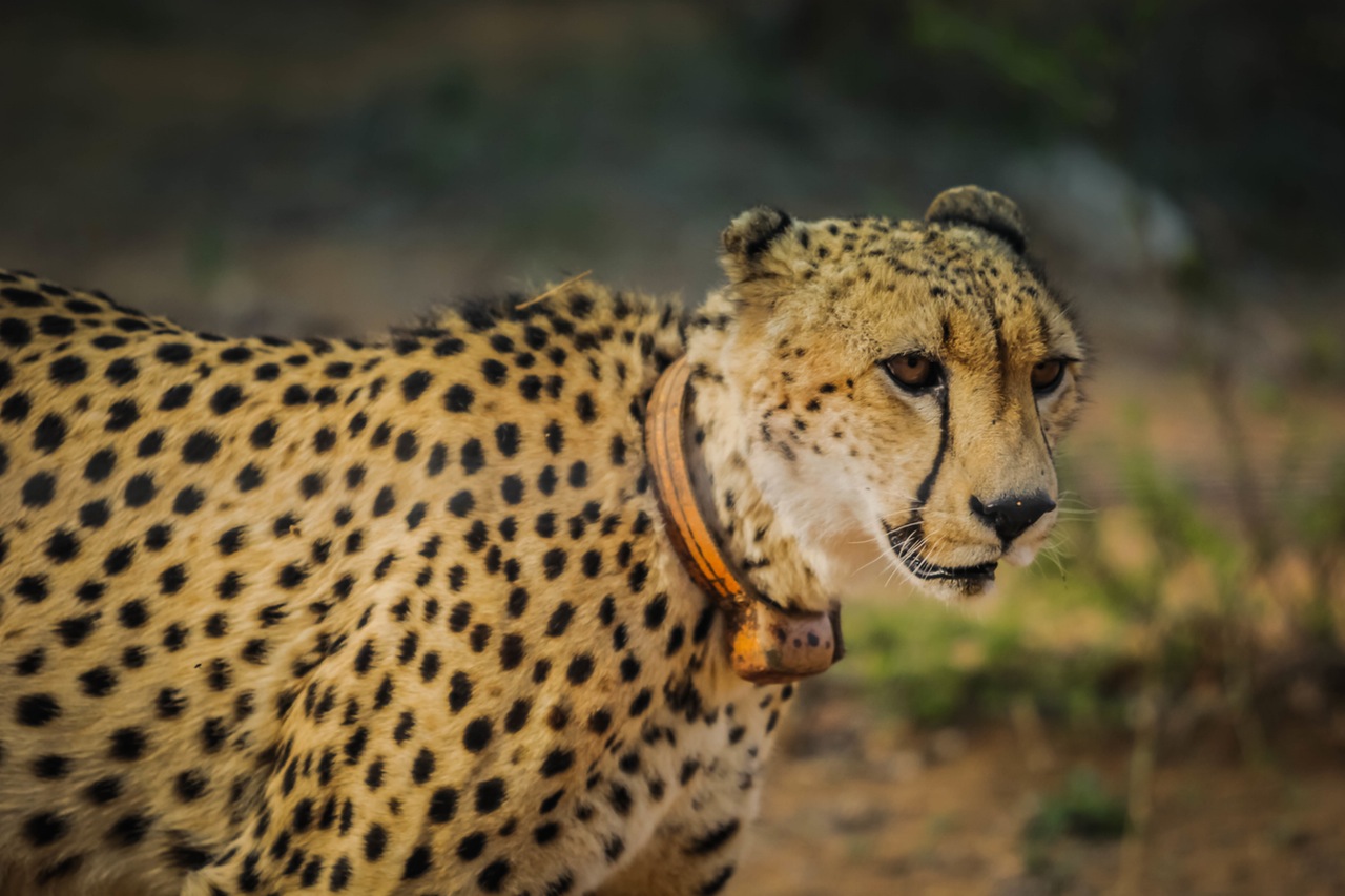 Cheetah Closeup